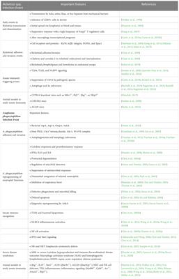 Innate immunity in rickettsial infections